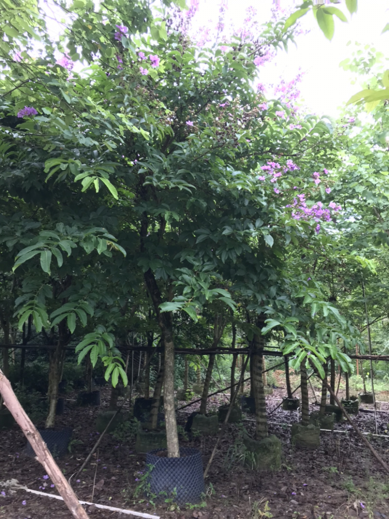 大花紫薇