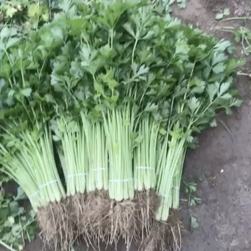 江苏香芹大量供应精选品质产地量大价优全国发货