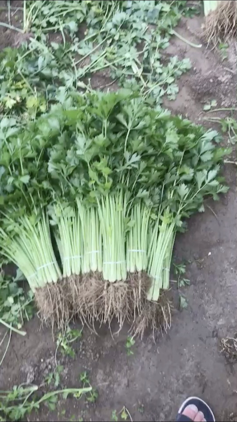 江苏香芹大量供应精选品质产地量大价优全国发货