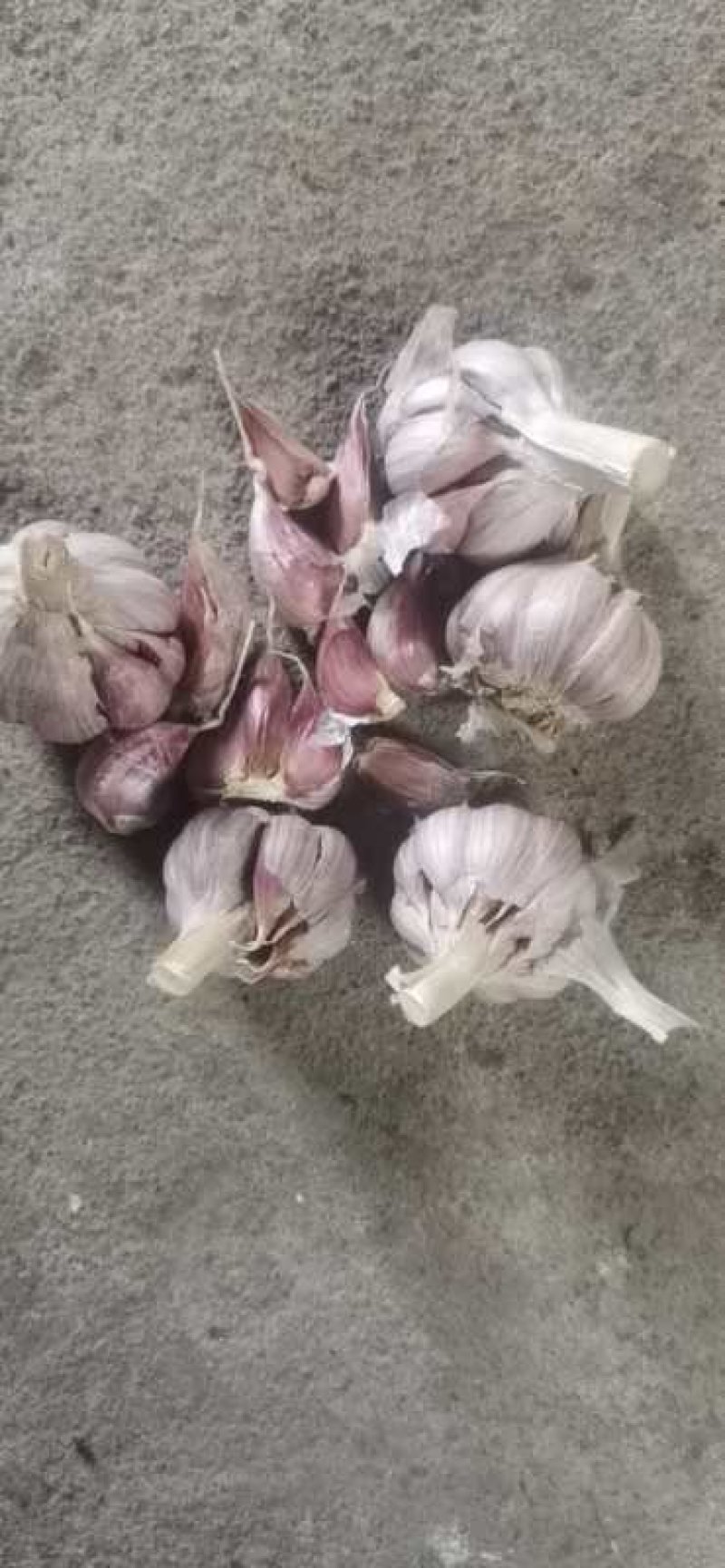 紫皮大蒜精品富硒农产品大蒜