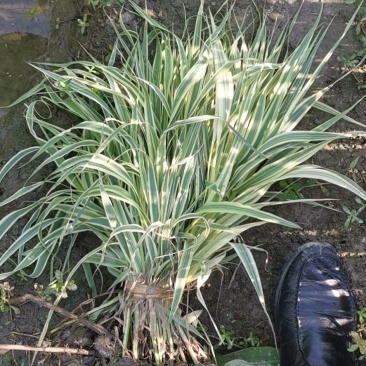 水生植物