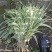 水生植物