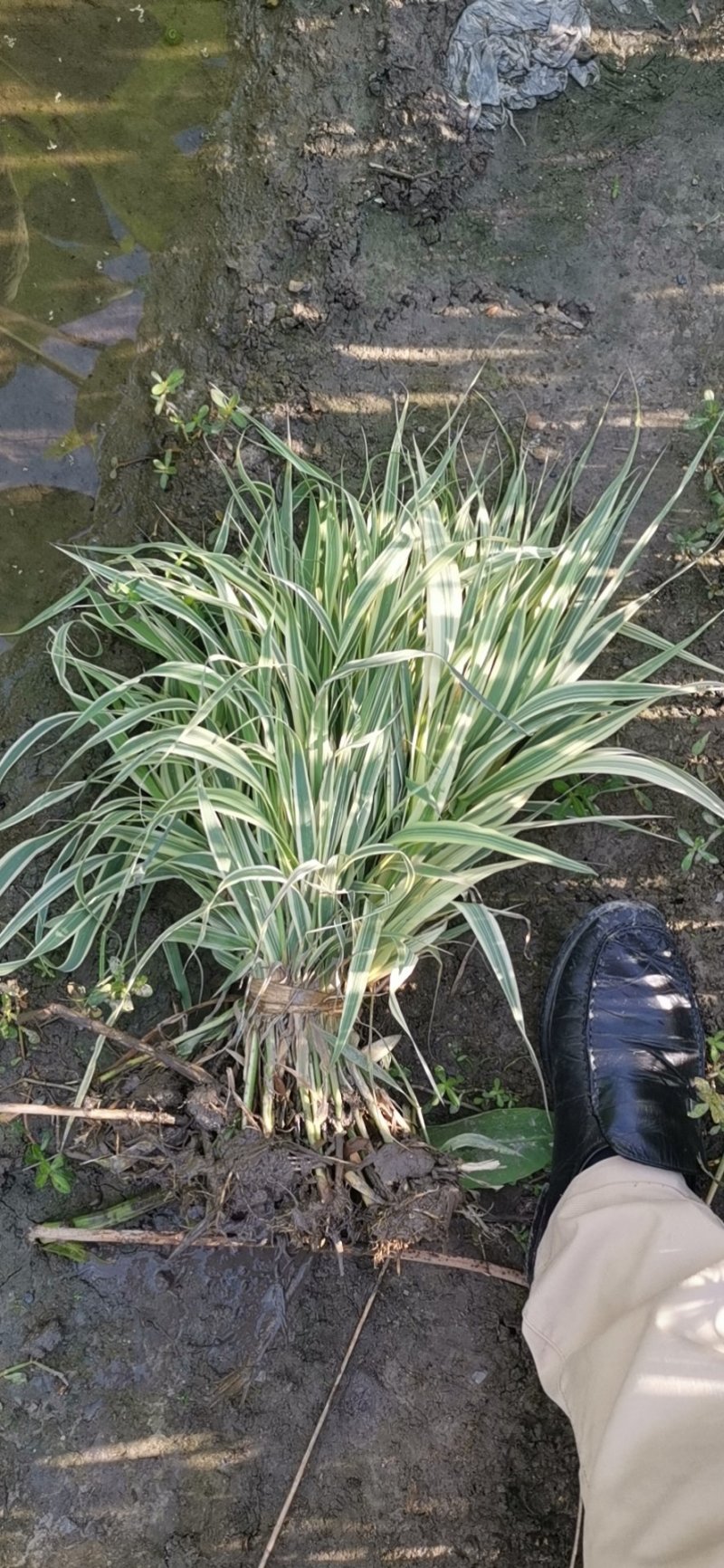 水生植物
