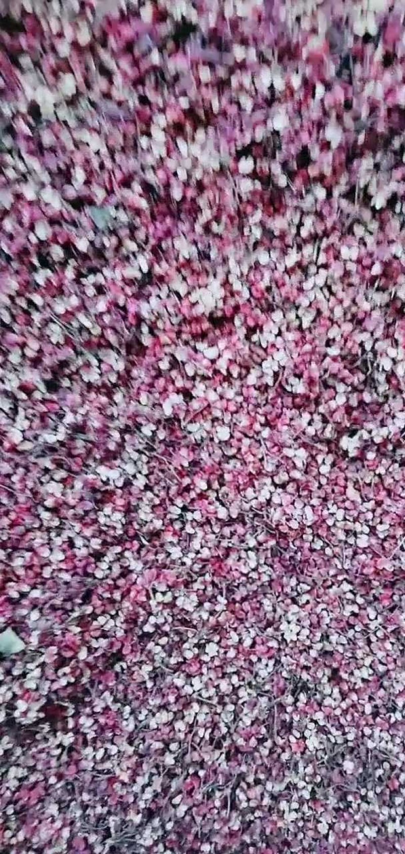 甘肃产地农户一手货源花椒伏椒