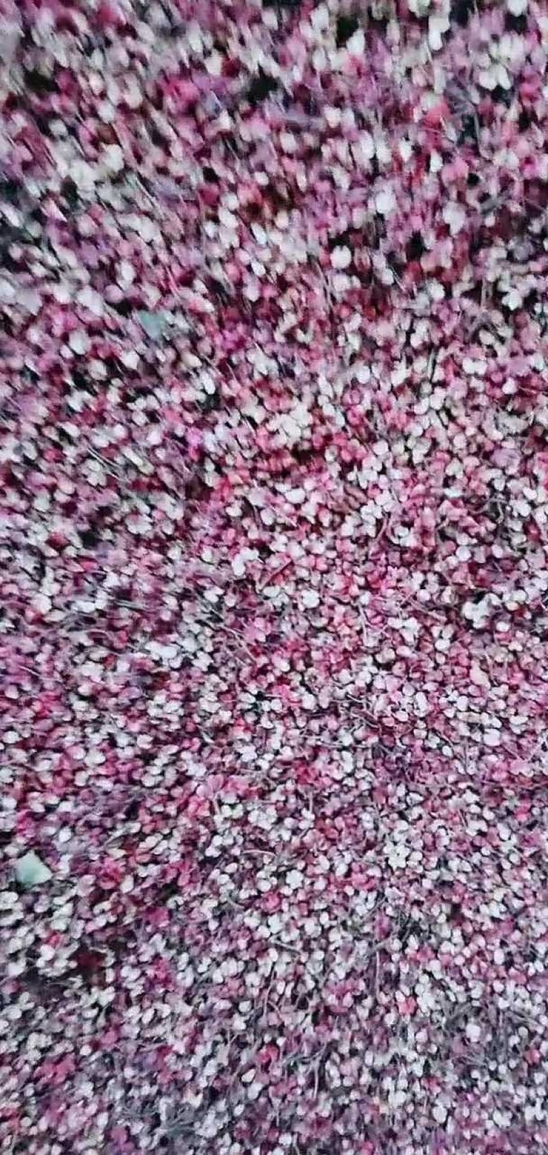 甘肃产地农户一手货源花椒伏椒