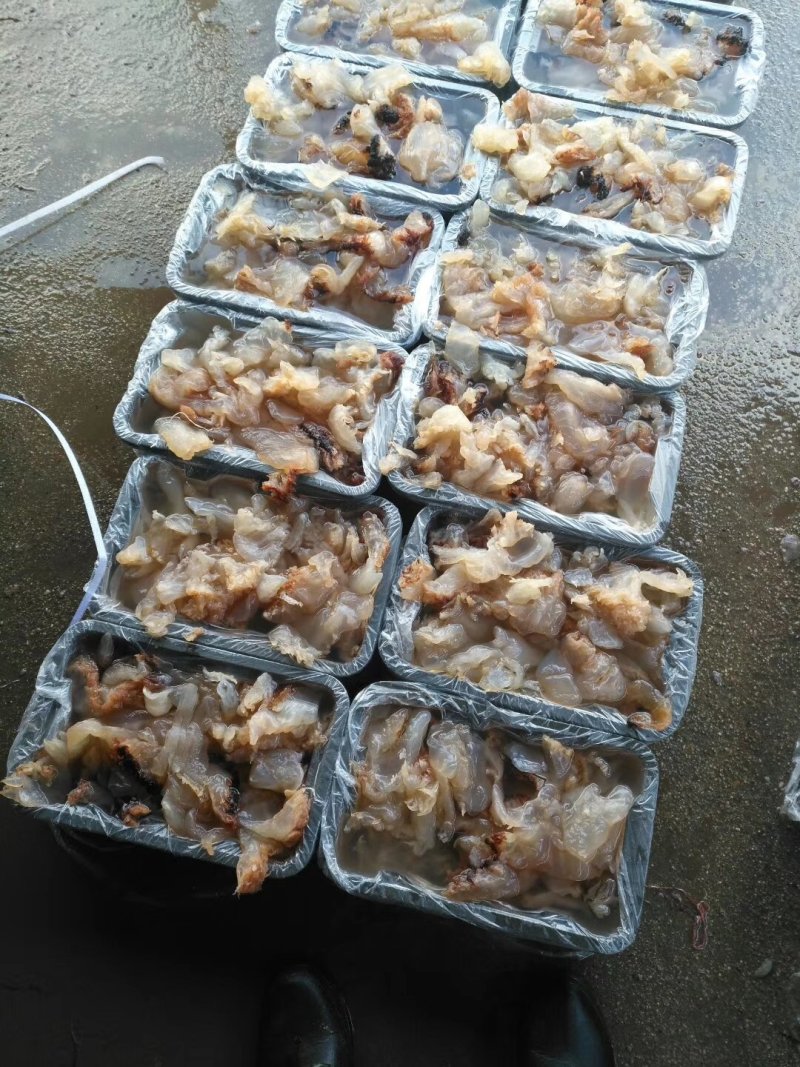 大量供应批发酒店食商超团购福利渤海湾捕捞海蜇丝海蜇头