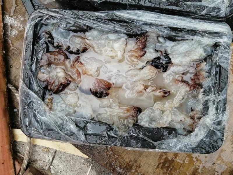 大量供应批发酒店食商超团购福利渤海湾捕捞海蜇丝海蜇头
