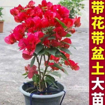 三角梅盆栽带花带土发货重辨爬藤树形均可好养易管理