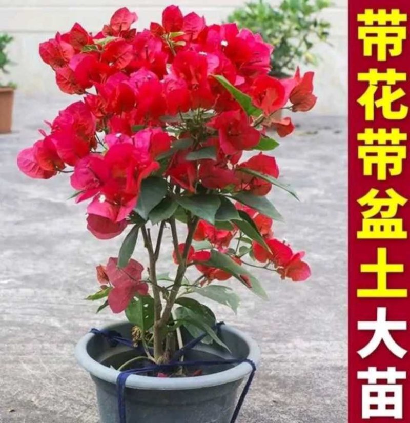 三角梅盆栽带花带土发货重辨爬藤树形均可好养易管理