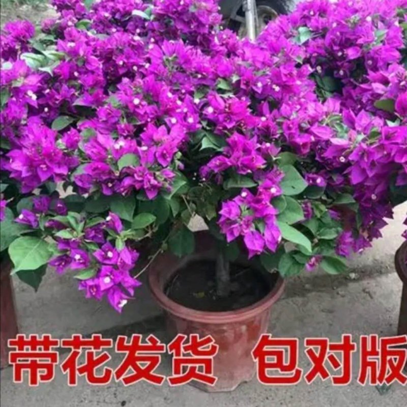 三角梅盆栽带花带土发货重辨爬藤树形均可好养易管理