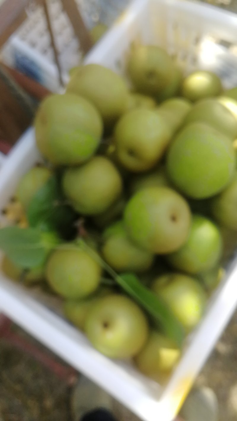 脆冠梨