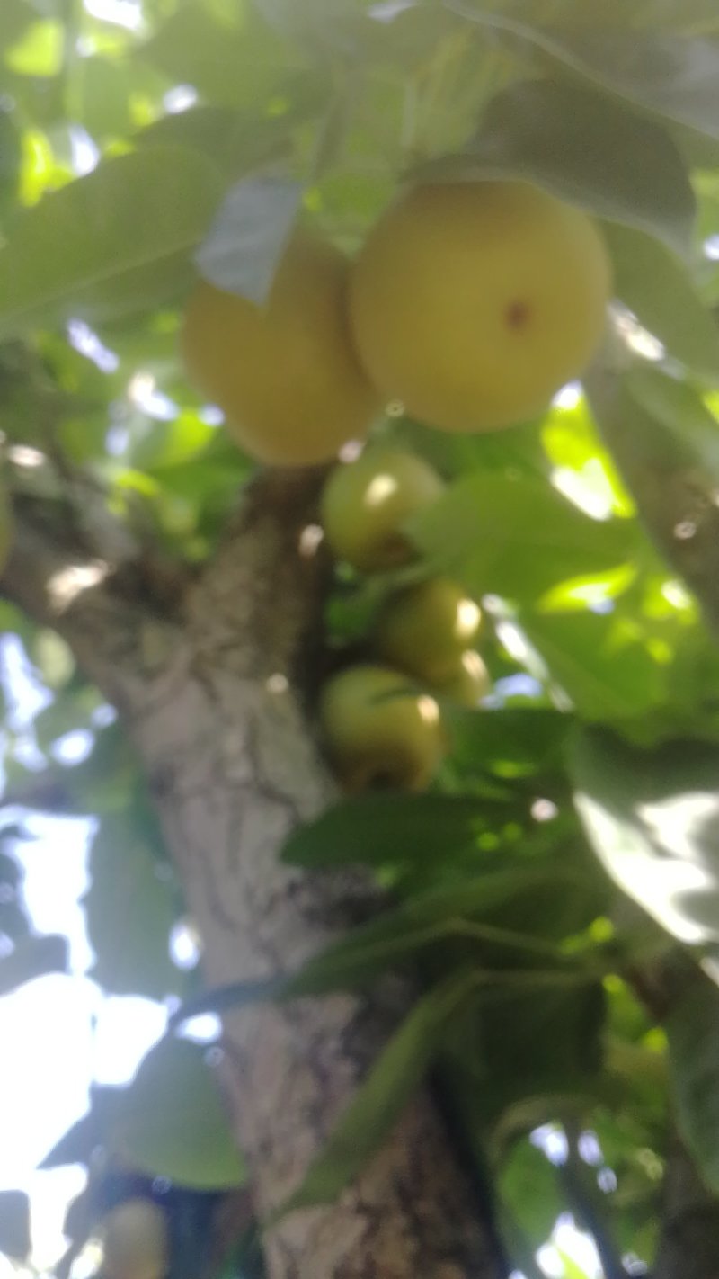 脆冠梨