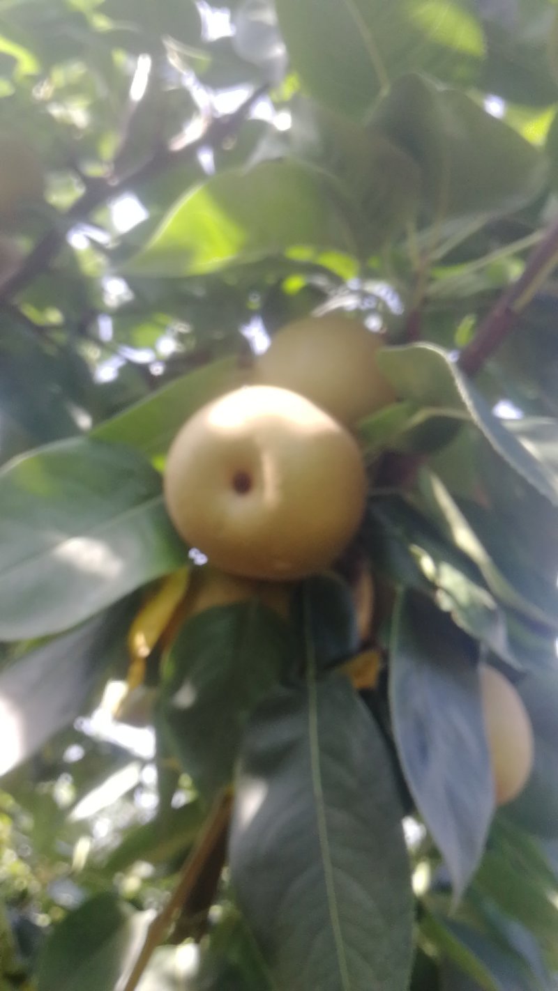 脆冠梨