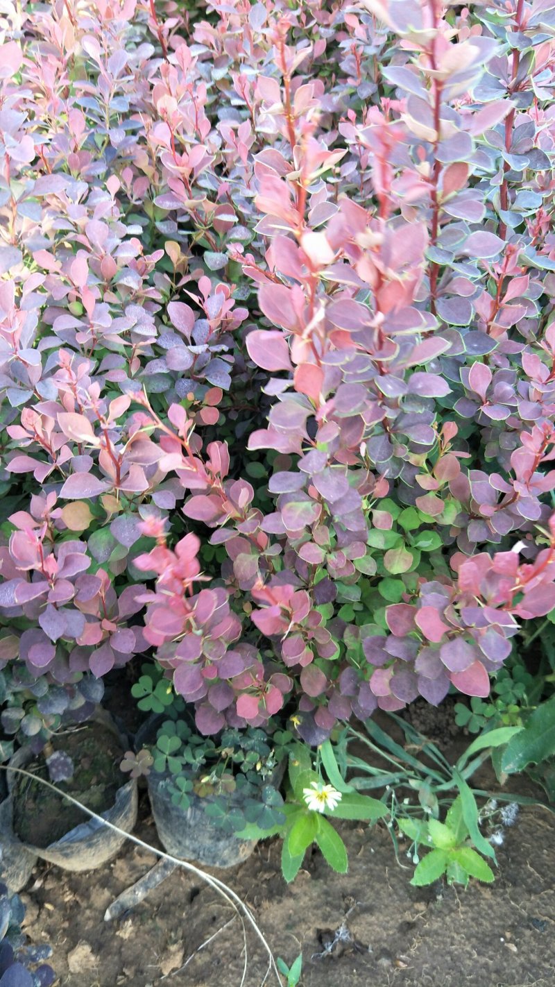扶芳藤，基地直供各种绿化苗木