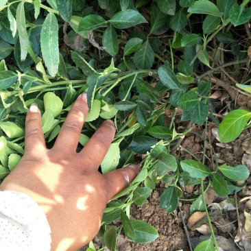 扶芳藤，基地直供各种绿化苗木