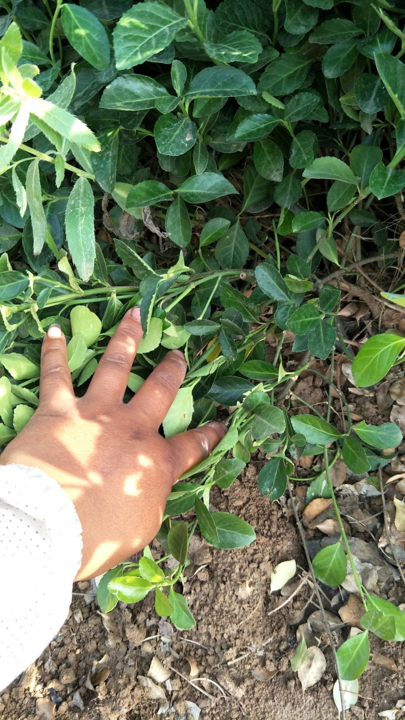扶芳藤，基地直供各种绿化苗木