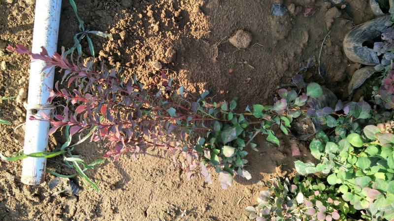 扶芳藤，基地直供各种绿化苗木