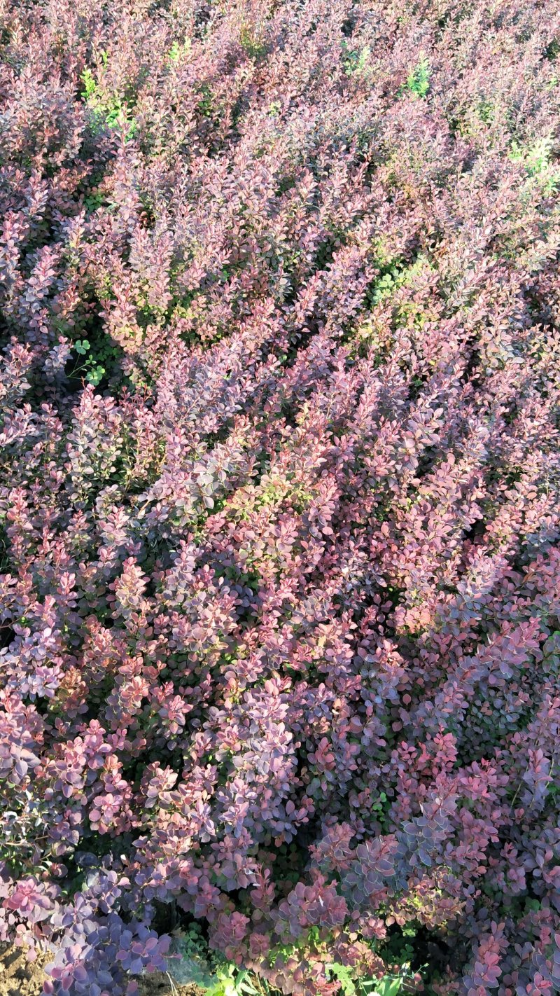 扶芳藤，基地直供各种绿化苗木
