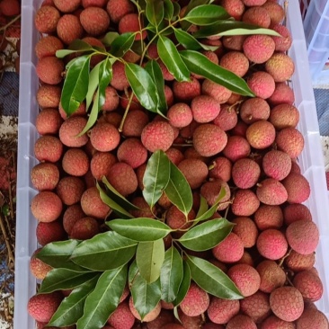 浦北荔枝代办，黑叶荔枝，专业代办，品质鲜红