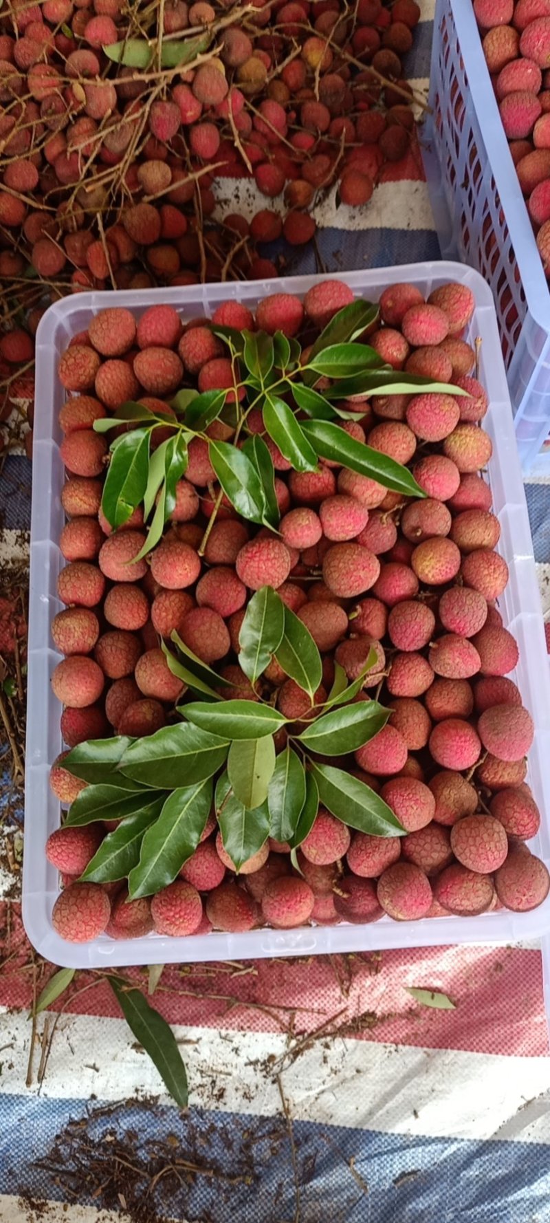 浦北荔枝代办，黑叶荔枝，专业代办，品质鲜红