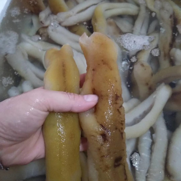 斯里兰卡赤条参口感佳