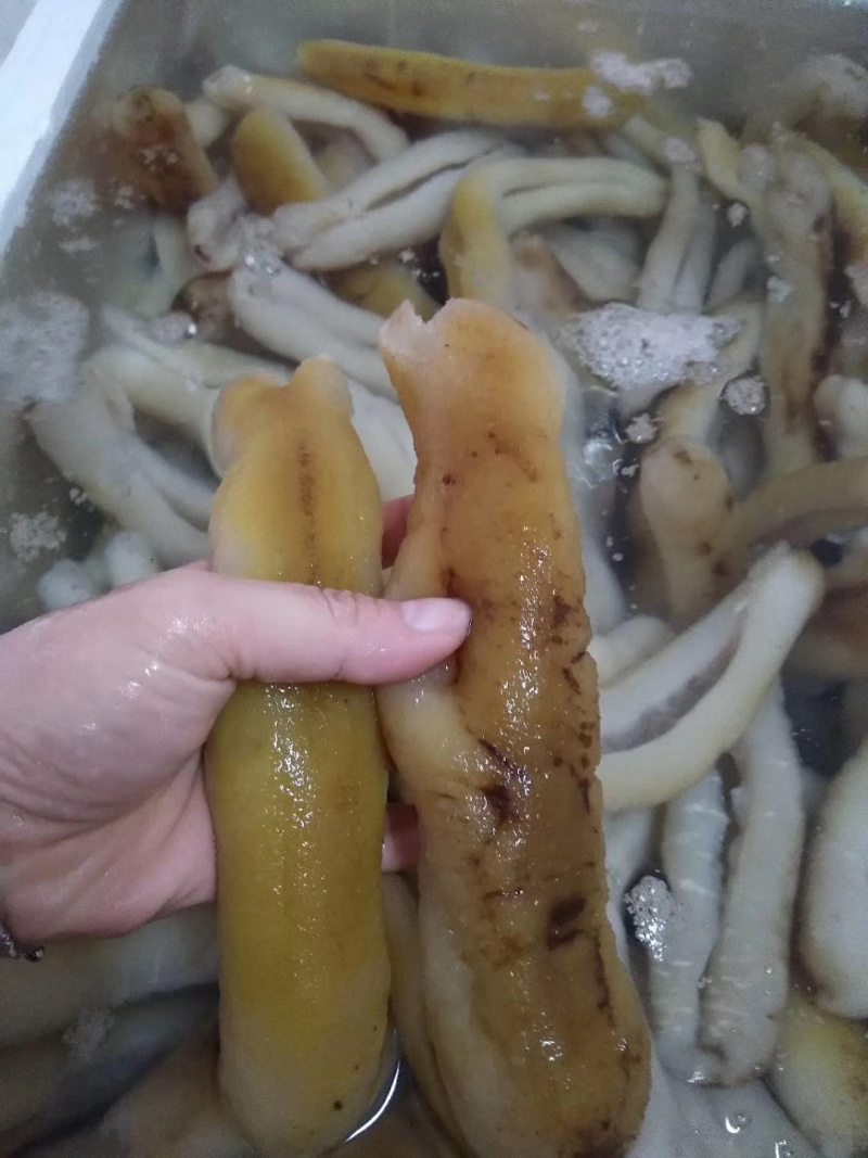 斯里兰卡赤条参口感佳