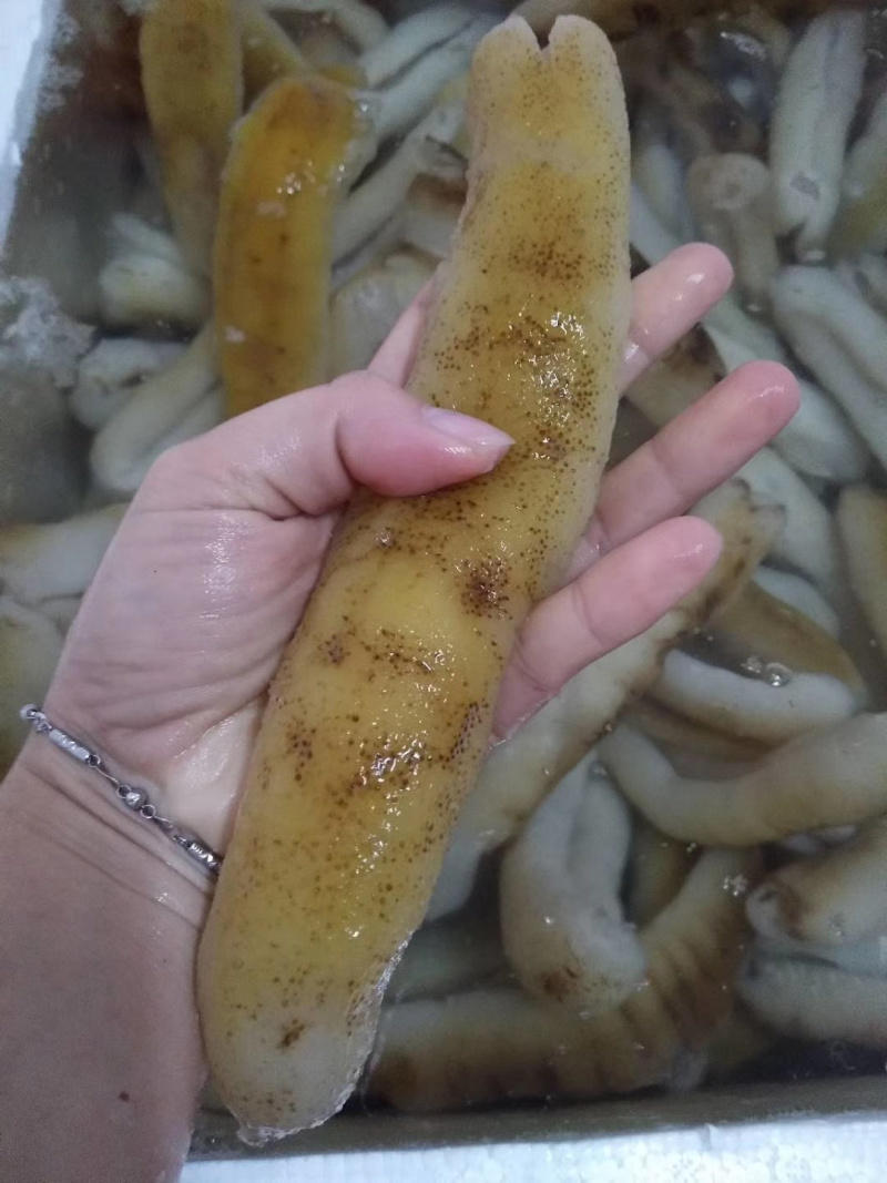 斯里兰卡赤条参口感佳