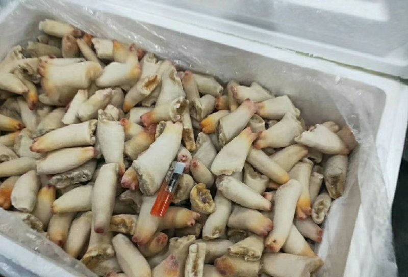 刺身级象拔蚌鼻鲜货冷冻象拔蚌蚌鼻鲜冻去壳象牙蚌象拔蚌头