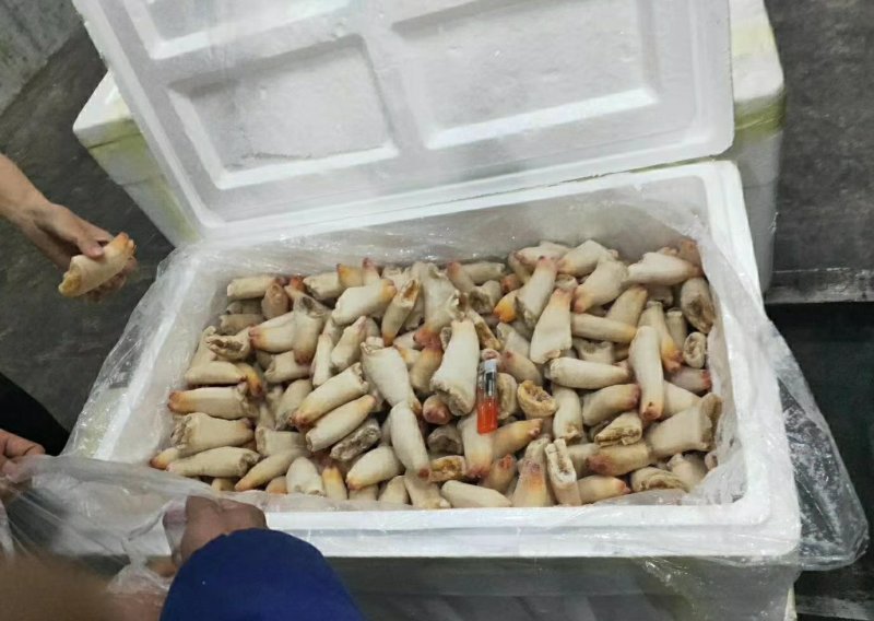 刺身级象拔蚌鼻鲜货冷冻象拔蚌蚌鼻鲜冻去壳象牙蚌象拔蚌头