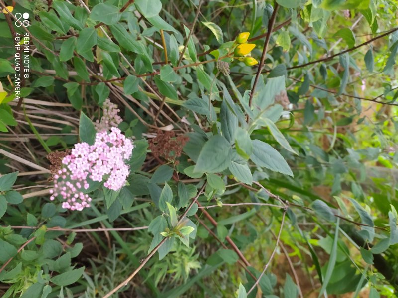 贵州毕节古夜郎大地野生中药材空心柳绣线菊