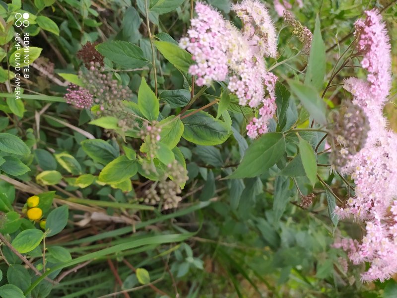 贵州毕节古夜郎大地野生中药材空心柳绣线菊
