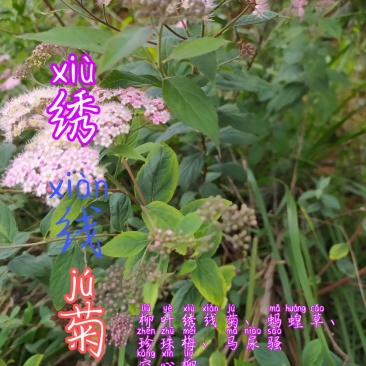 贵州毕节古夜郎大地野生中药材空心柳绣线菊