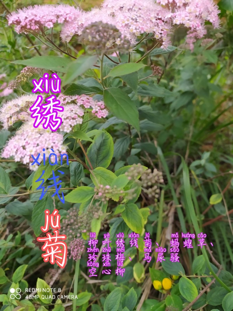 贵州毕节古夜郎大地野生中药材空心柳绣线菊