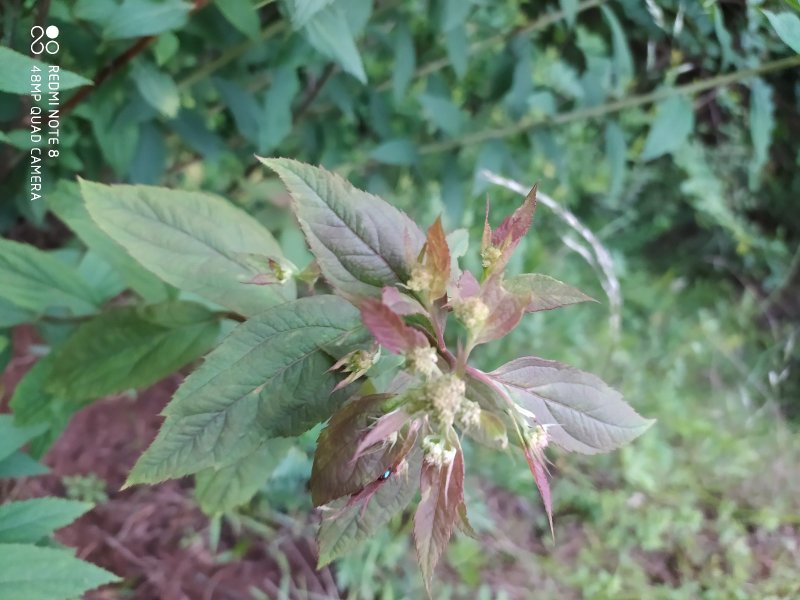 贵州毕节古夜郎大地野生中药材空心柳绣线菊