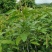 芒果苗四季蜜芒四季开花结果1~1.5m