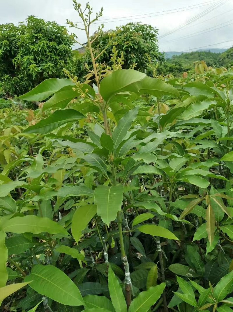 芒果苗四季蜜芒四季开花结果1~1.5m