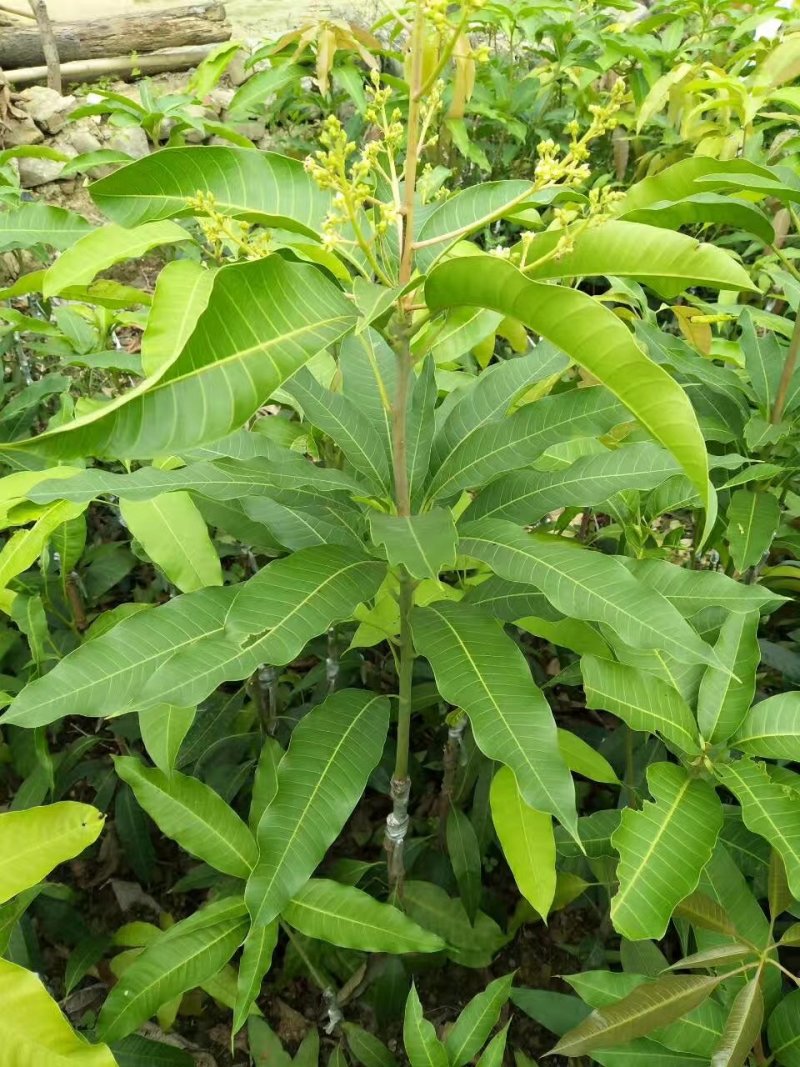 芒果苗四季蜜芒四季开花结果1~1.5m