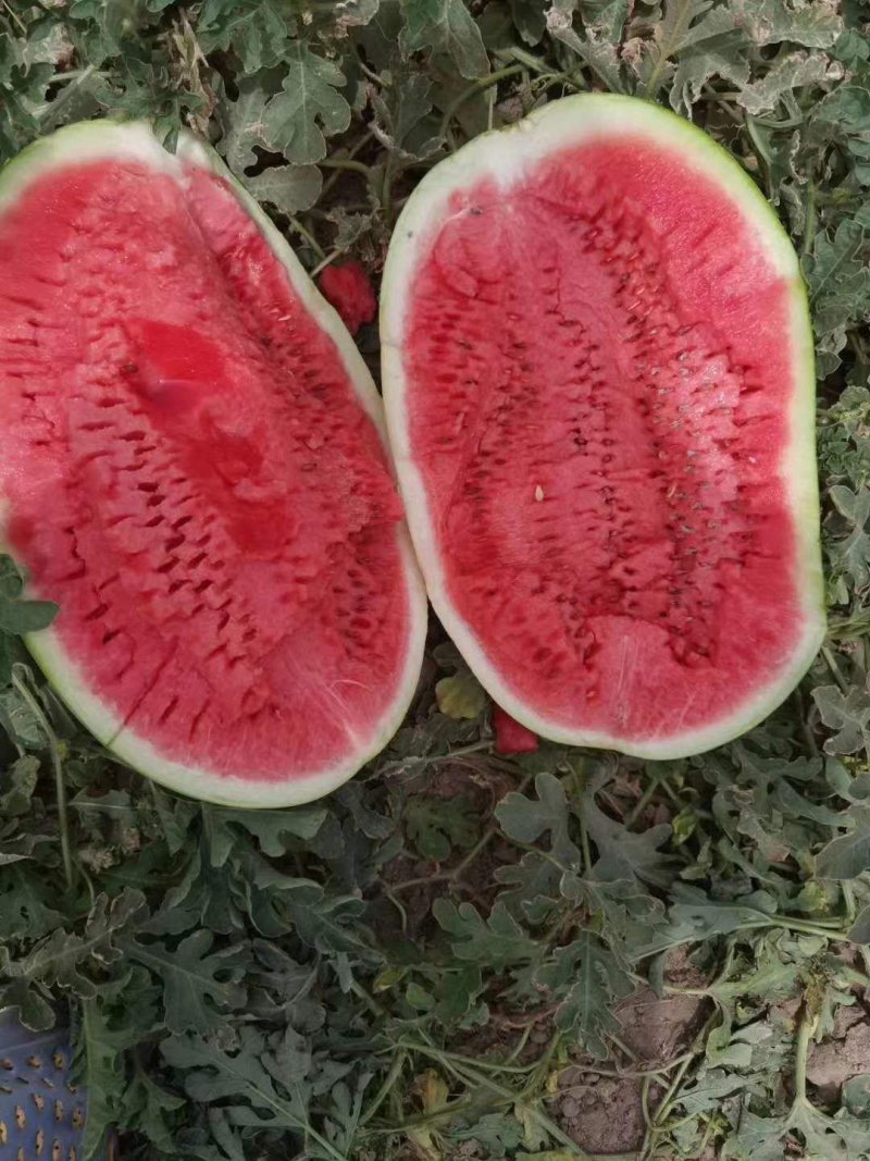 金城，西农等大西瓜大量上市，皮薄，汁多，口感好