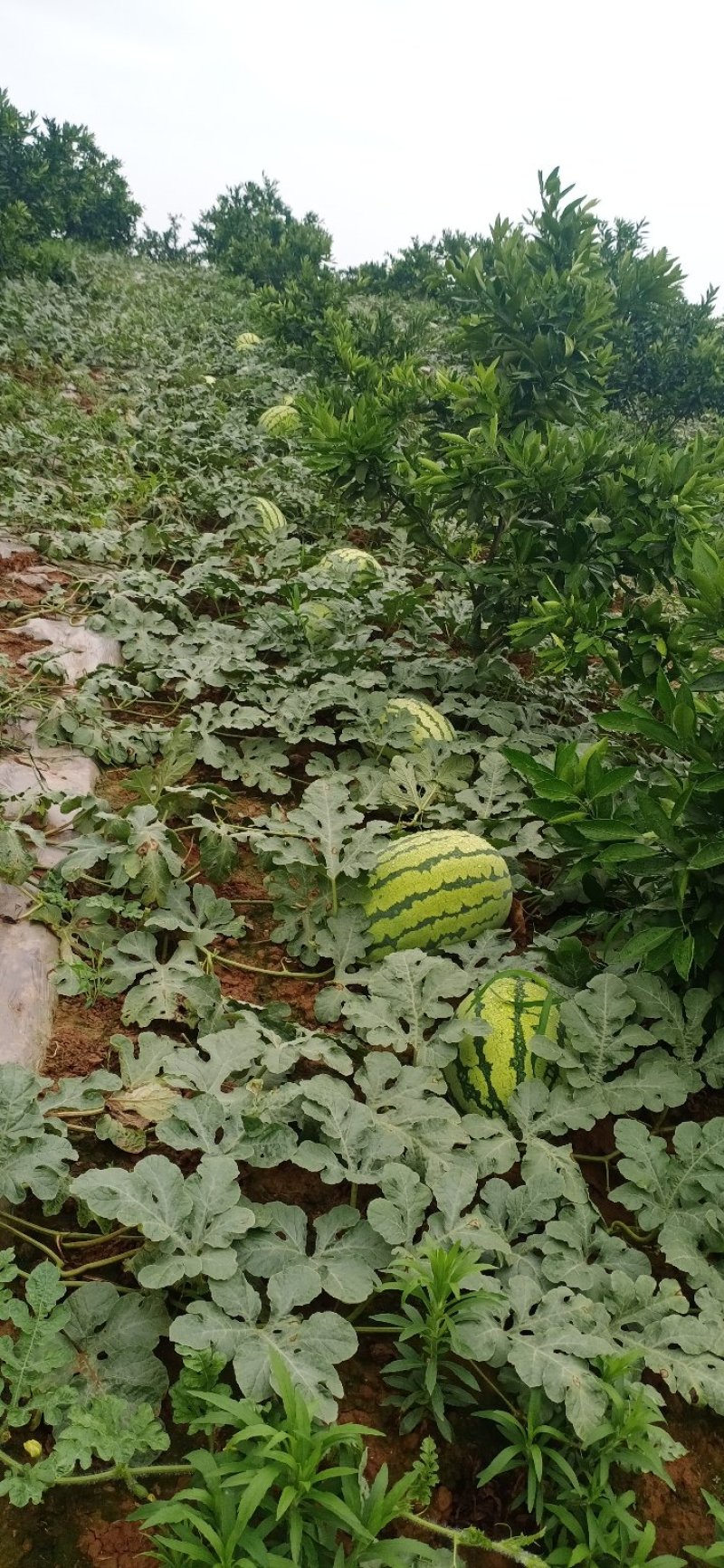 金城，西农等大西瓜大量上市，皮薄，汁多，口感好