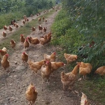 发酵豆渣为辅料，玉米麸皮搅拌发酵做猪牛羊鸡鸭鹅的便民饲料