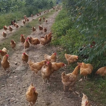 发酵豆渣为辅料，玉米麸皮搅拌发酵做猪牛羊鸡鸭鹅的便民饲料