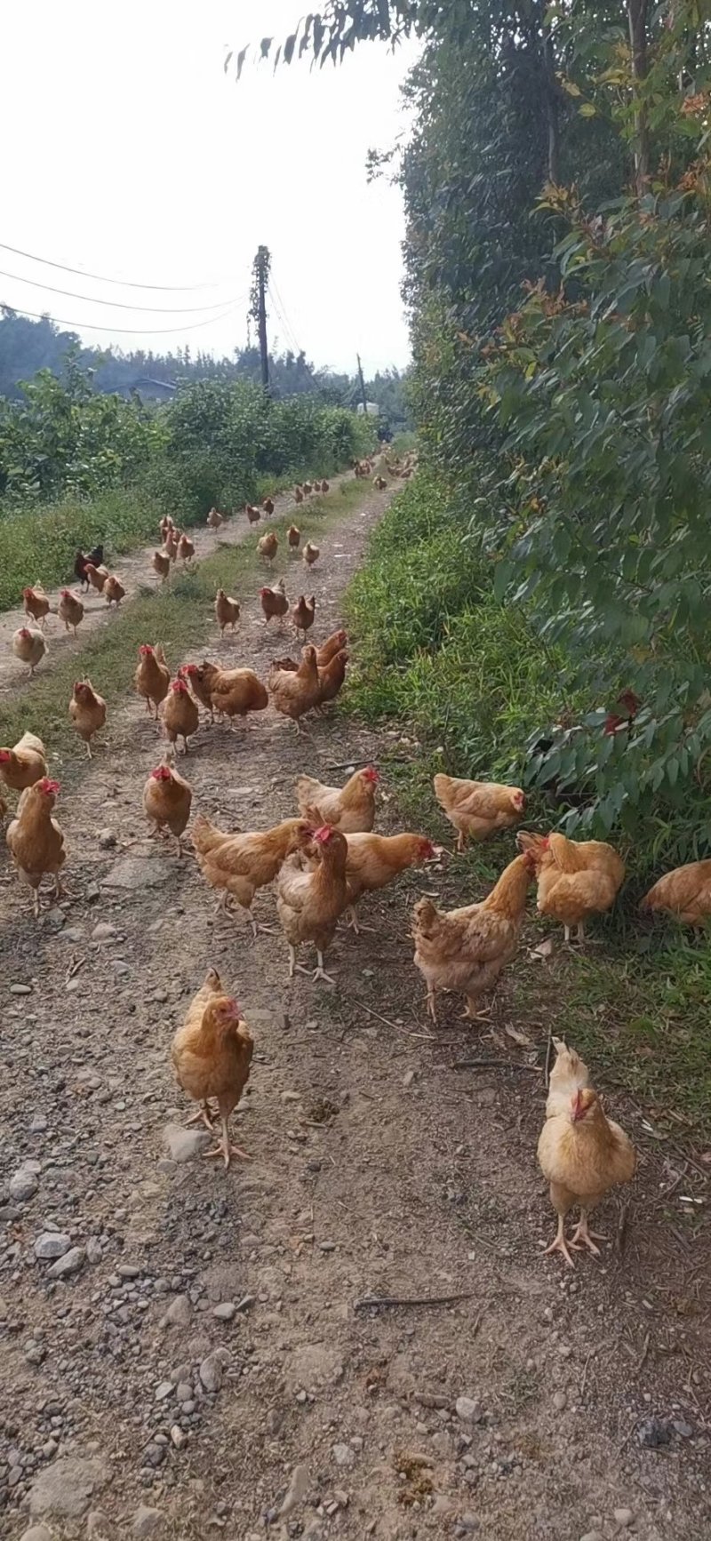 发酵豆渣为辅料，玉米麸皮搅拌发酵做猪牛羊鸡鸭鹅的便民饲料