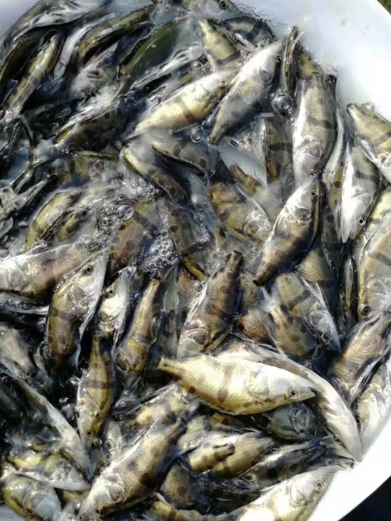 桂花鱼苗，鳜鱼苗，翘嘴桂花鱼苗，生猛快大，苗场直销