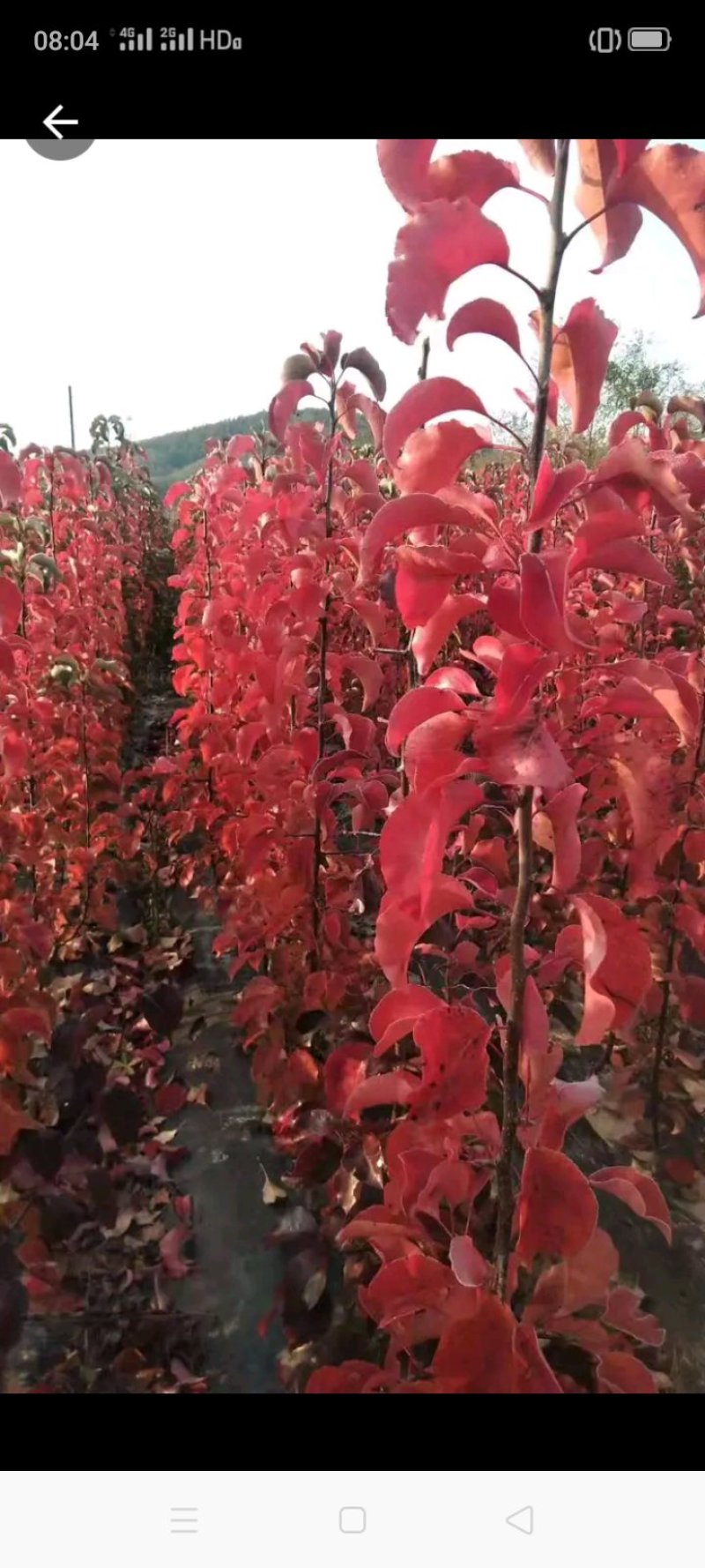 彩叶豆梨秋火焰