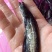 大口鲶鱼苗，鲶鱼苗，南方大口鲶鱼苗，提供养殖技术指导