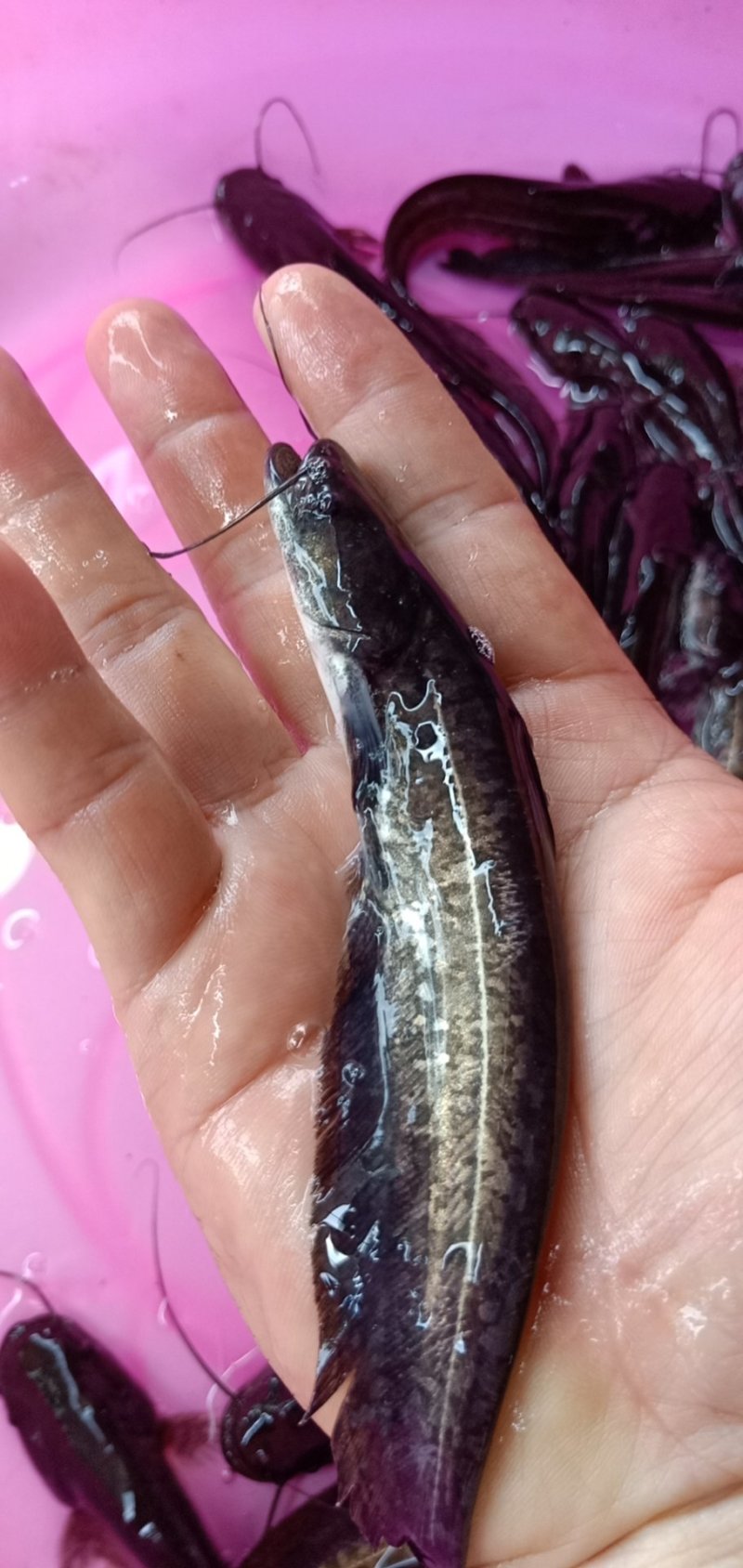 大口鲶鱼苗，鲶鱼苗，南方大口鲶鱼苗，提供养殖技术指导