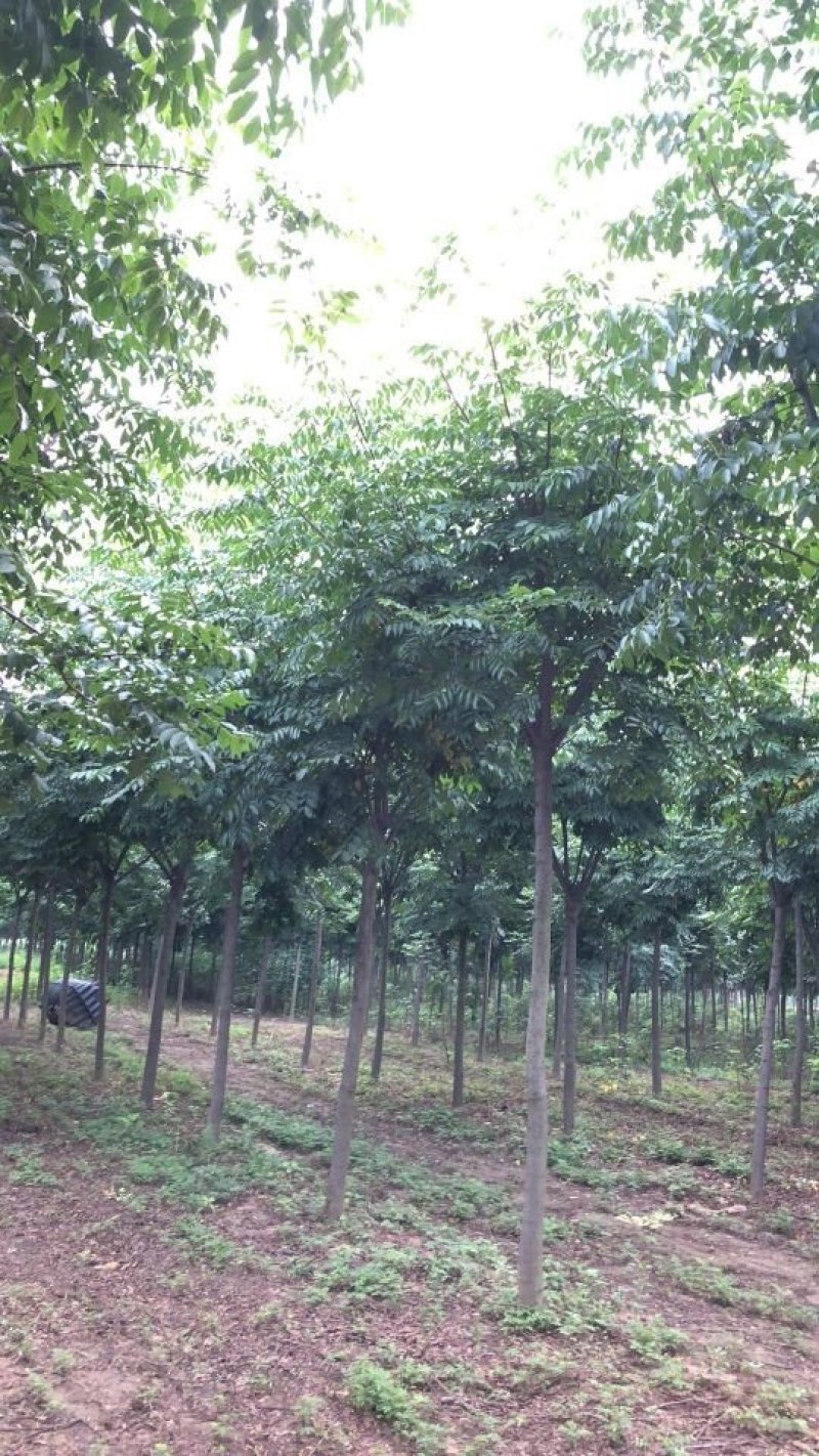 栾树