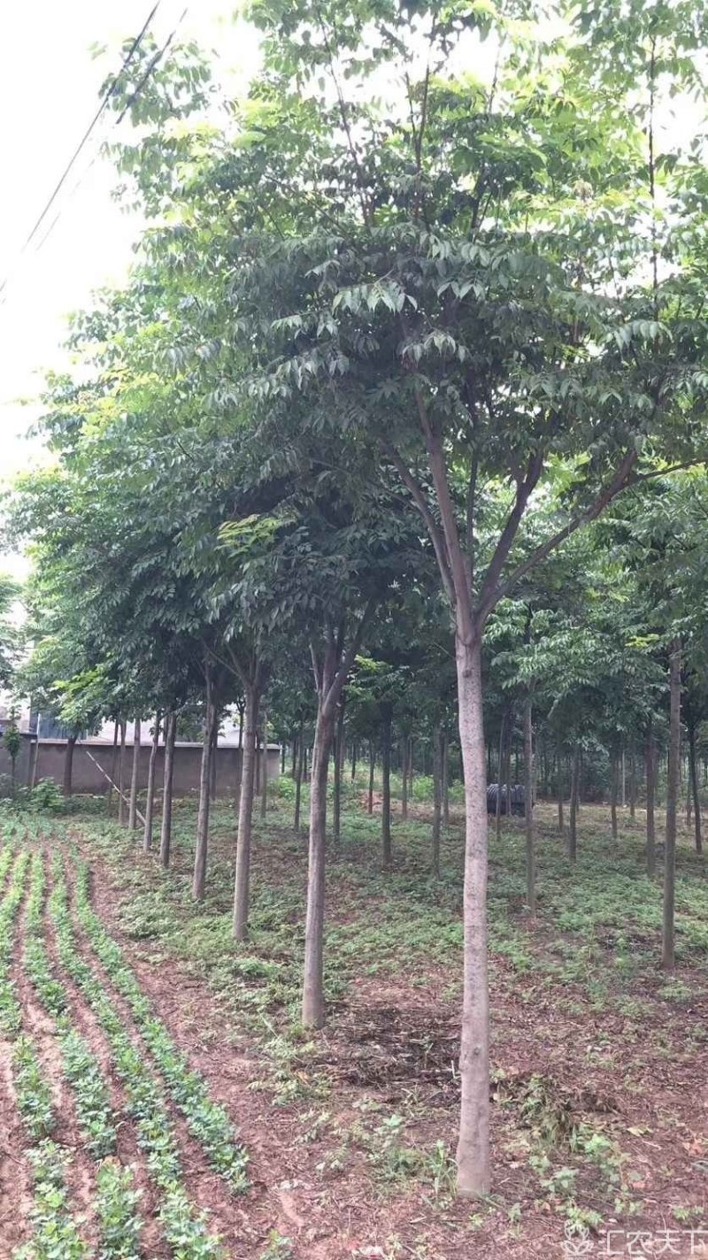 栾树
