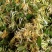 金银花统花