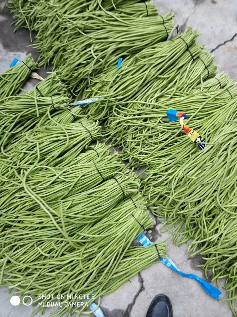 精品长豆角基地直供，货源稳定，诚信交易全国代发